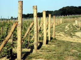 Wineyard in Romania